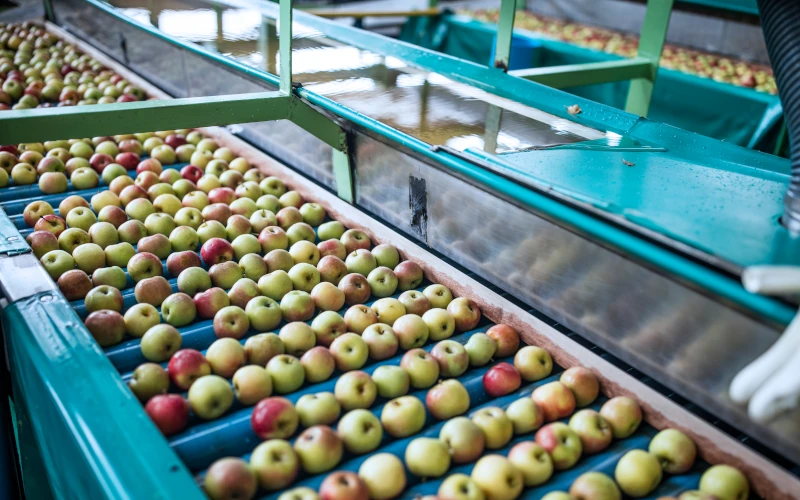 Fresh apples moving along an automated conveyor system during sorting and processing in a fruit packing or food production facility.